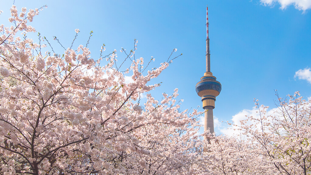 beijing yuyuantan park cherry blossoms