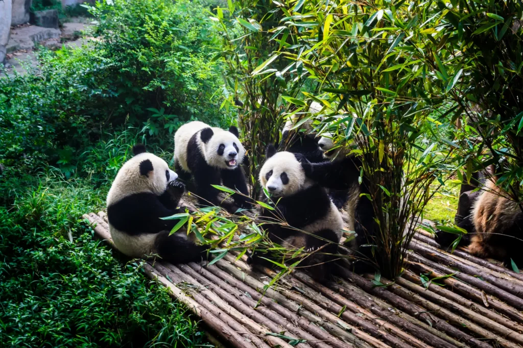 China giant panda in zoo