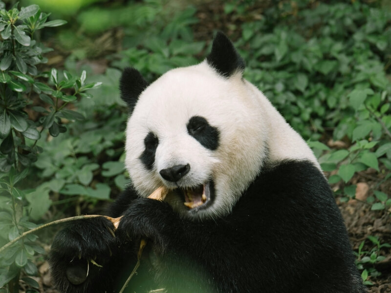 china giant panda