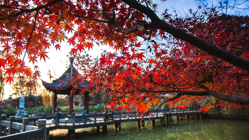 suzhou maple leaves