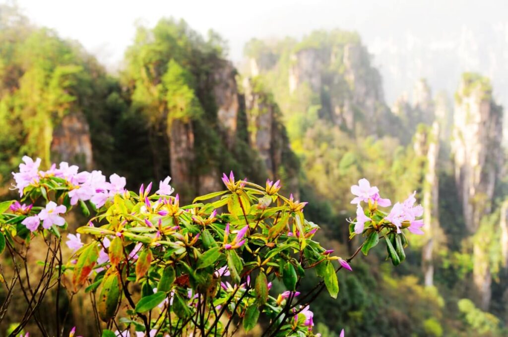 tianzi mountians rhododendron blooms