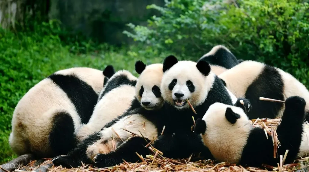 Giant Panda in Chengdu Research Base