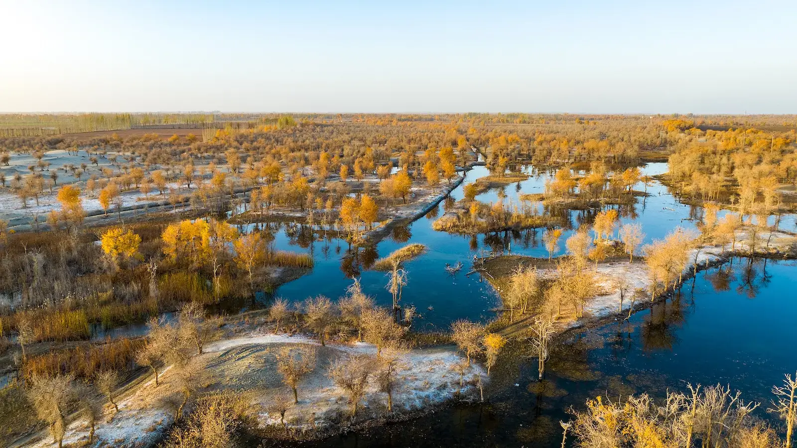 Golden Wetland