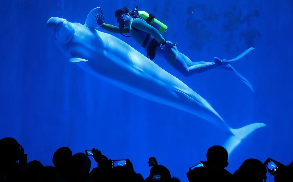 Harbin Polarland