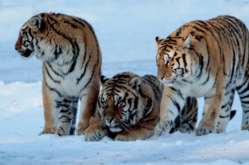 Siberian Tiger Park