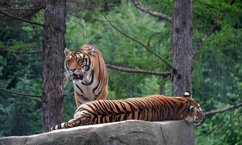 Siberian Tiger