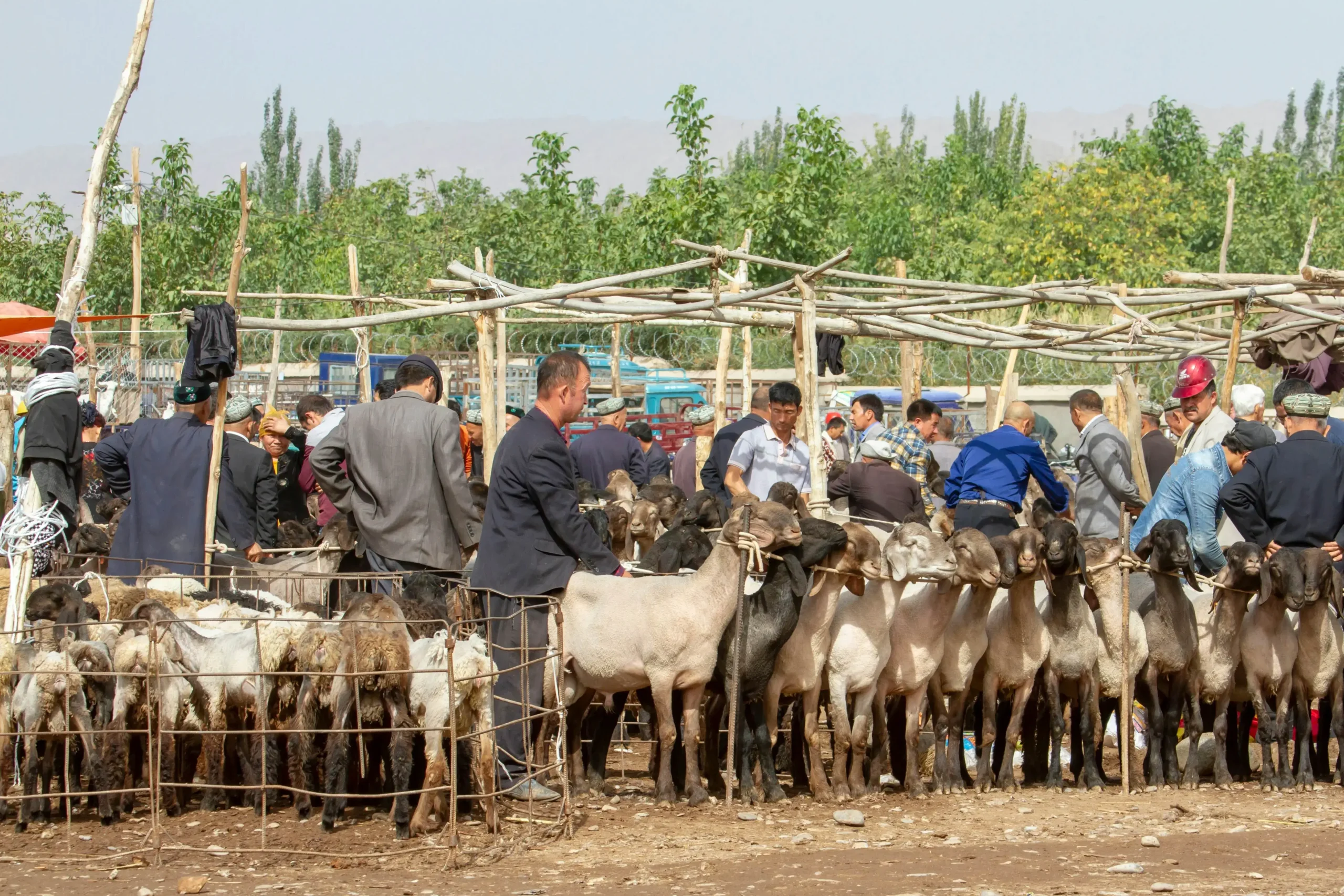 Sunday Livestock Market