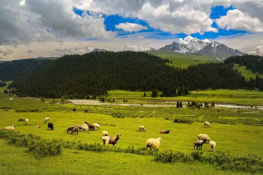 Xinjiang Yili River Valley