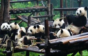 Chengdu small group tour Giant Panda