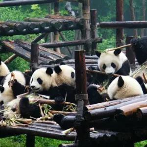Chengdu small group tour Giant Panda