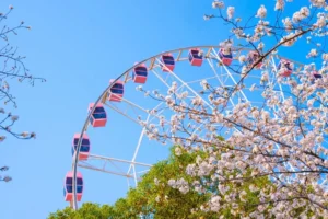 Shanghai Cherry Blossom
