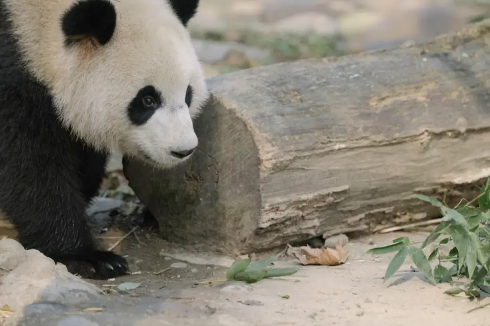 Where to Travel in China During School Holidays (2026 Guide) 5 chengdu panda summer travel in china during school holidays