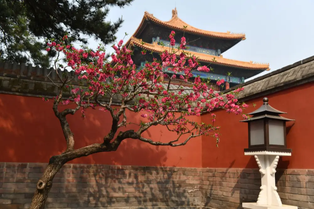 Where to Travel in China During School Holidays (2026 Guide) 2 forbidden city spring blossoms beijing china