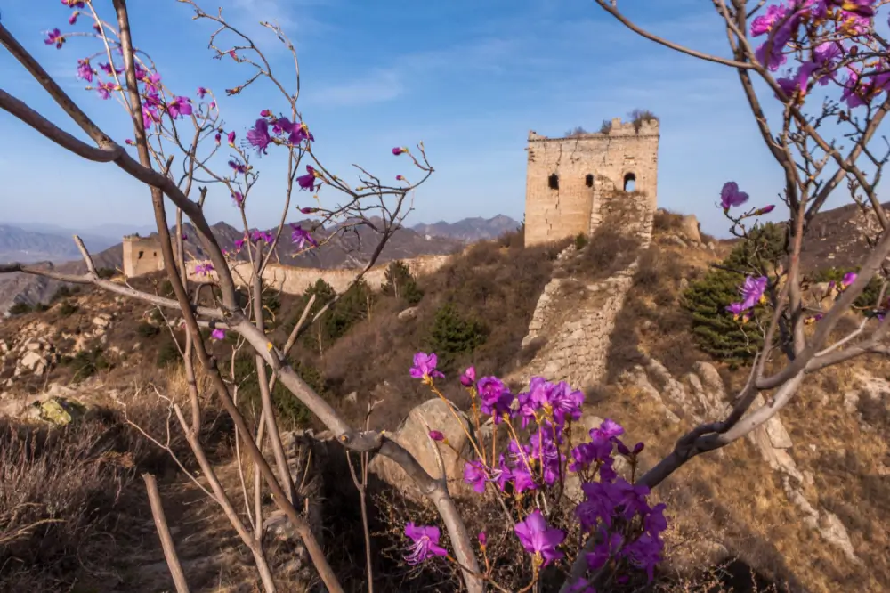 Where to Travel in China During School Holidays (2026 Guide) 3 spring travel in china during school holidays great wall flowers
