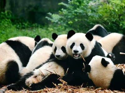 Giant Panda in Chengdu Research Base