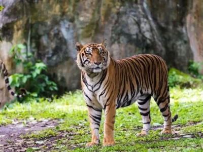 Harbin Siberian Tiger