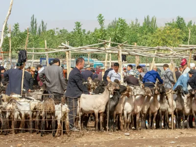 Sunday Livestock Market