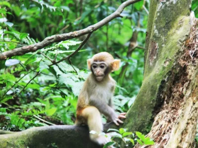 Monkey at Golden Whip Stream